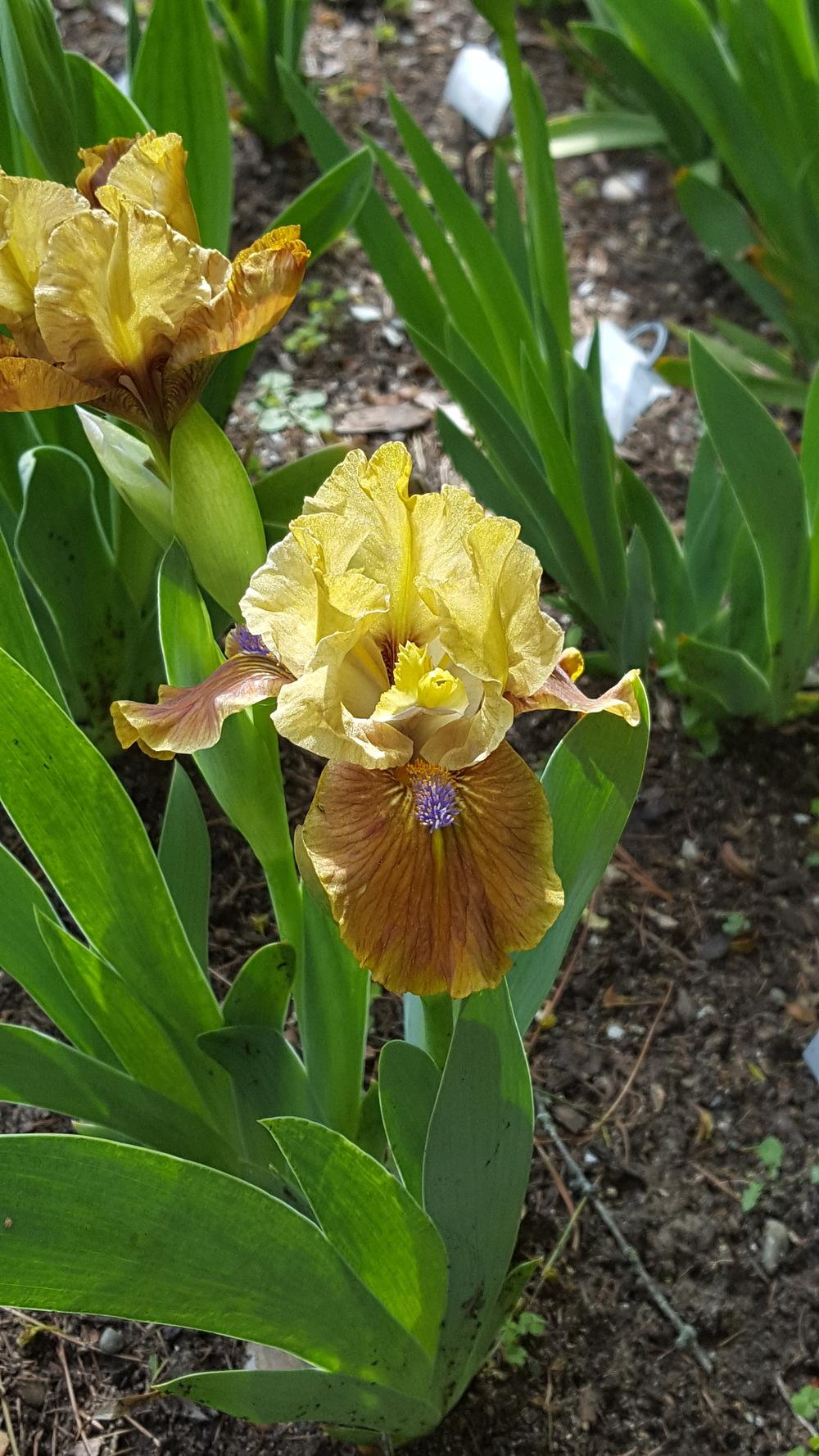 Photo of Standard Dwarf Bearded Iris (Iris 'California Boy') uploaded by Dachsylady86
