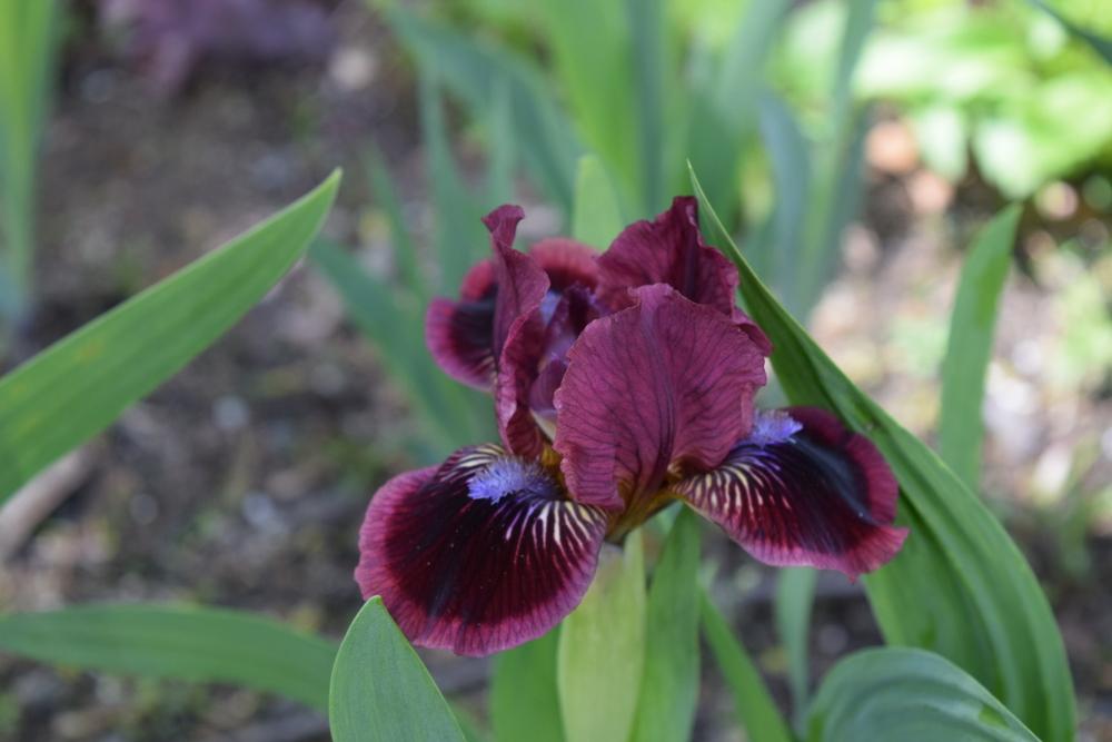 Photo of Standard Dwarf Bearded Iris (Iris 'Exotic Eyes') uploaded by Dachsylady86