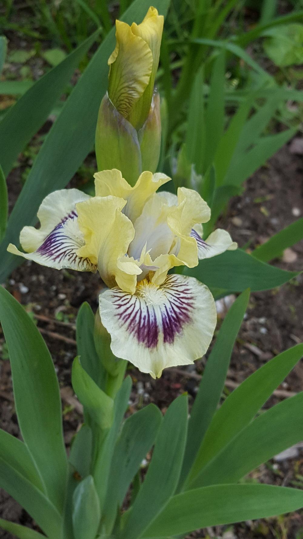 Photo of Standard Dwarf Bearded Iris (Iris 'Cat and Mouse') uploaded by Dachsylady86