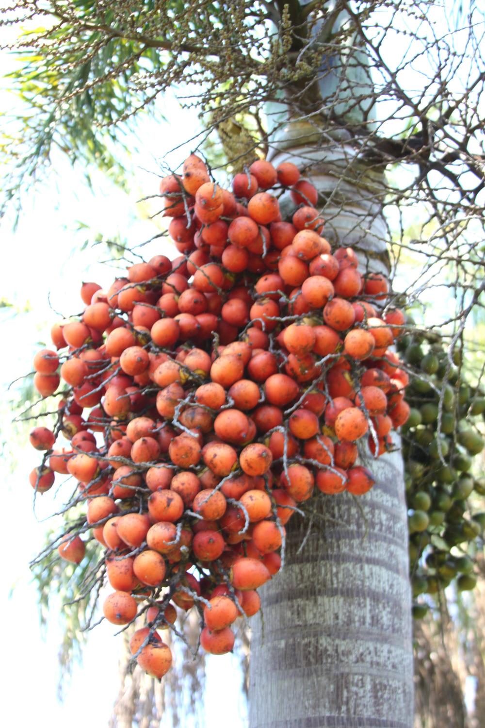 Photo of Foxtail Palm (Wodyetia bifurcata) uploaded by ScotTi
