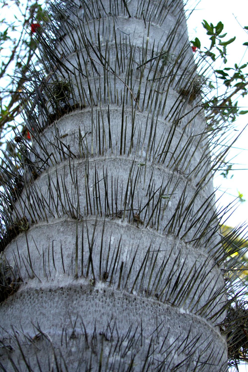 Photo of Macaw Palm (Acrocomia aculeata) uploaded by ScotTi