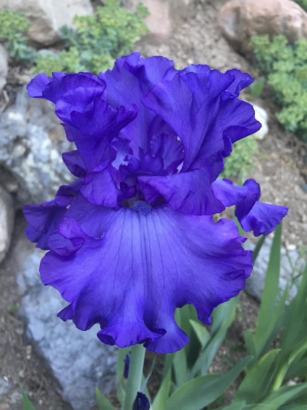 Photo of Tall Bearded Iris (Iris 'Change in the Weather') uploaded by SpringGreenThumb