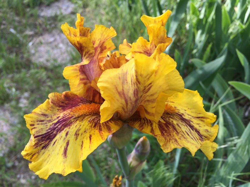 Photo of Tall Bearded Iris (Iris 'Infernal Fire') uploaded by SpringGreenThumb
