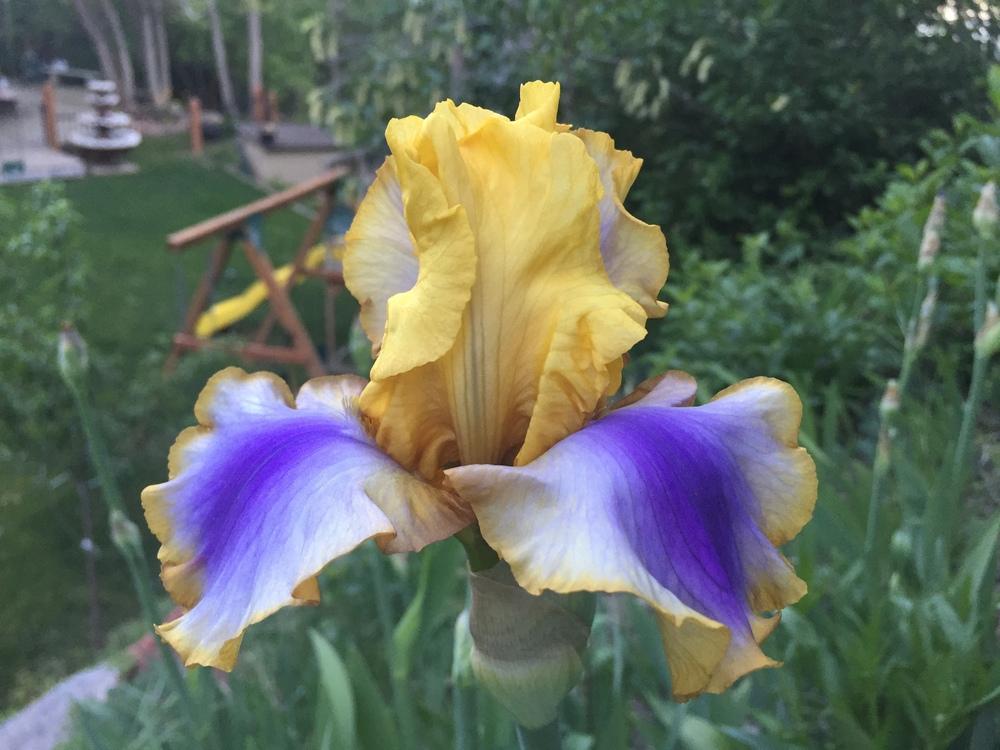Photo of Tall Bearded Iris (Iris 'Can Can Dancer') uploaded by SpringGreenThumb