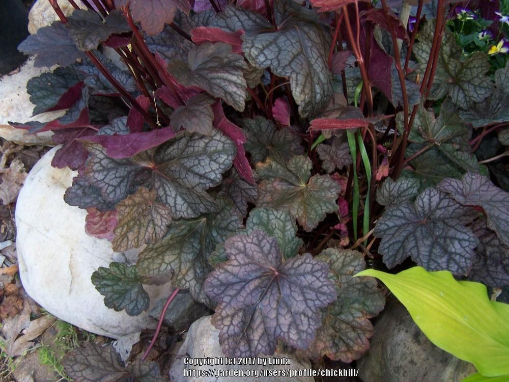 Photo of Coral Bells (Heuchera) uploaded by chickhill