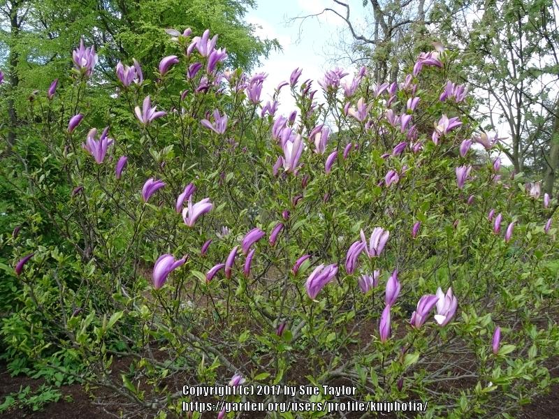 Photo of Magnolia 'Susan' uploaded by kniphofia