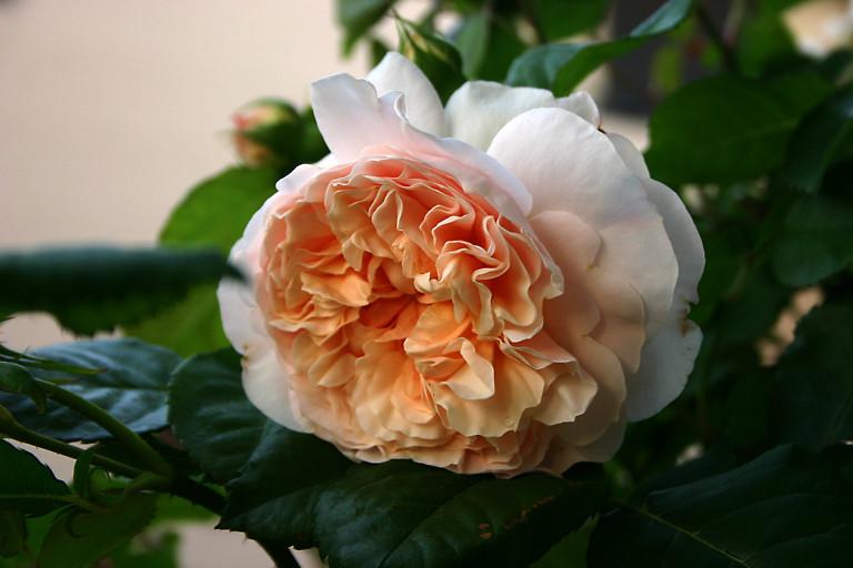 Photo of English Shrub Rose (Rosa 'Evelyn') uploaded by loosertora