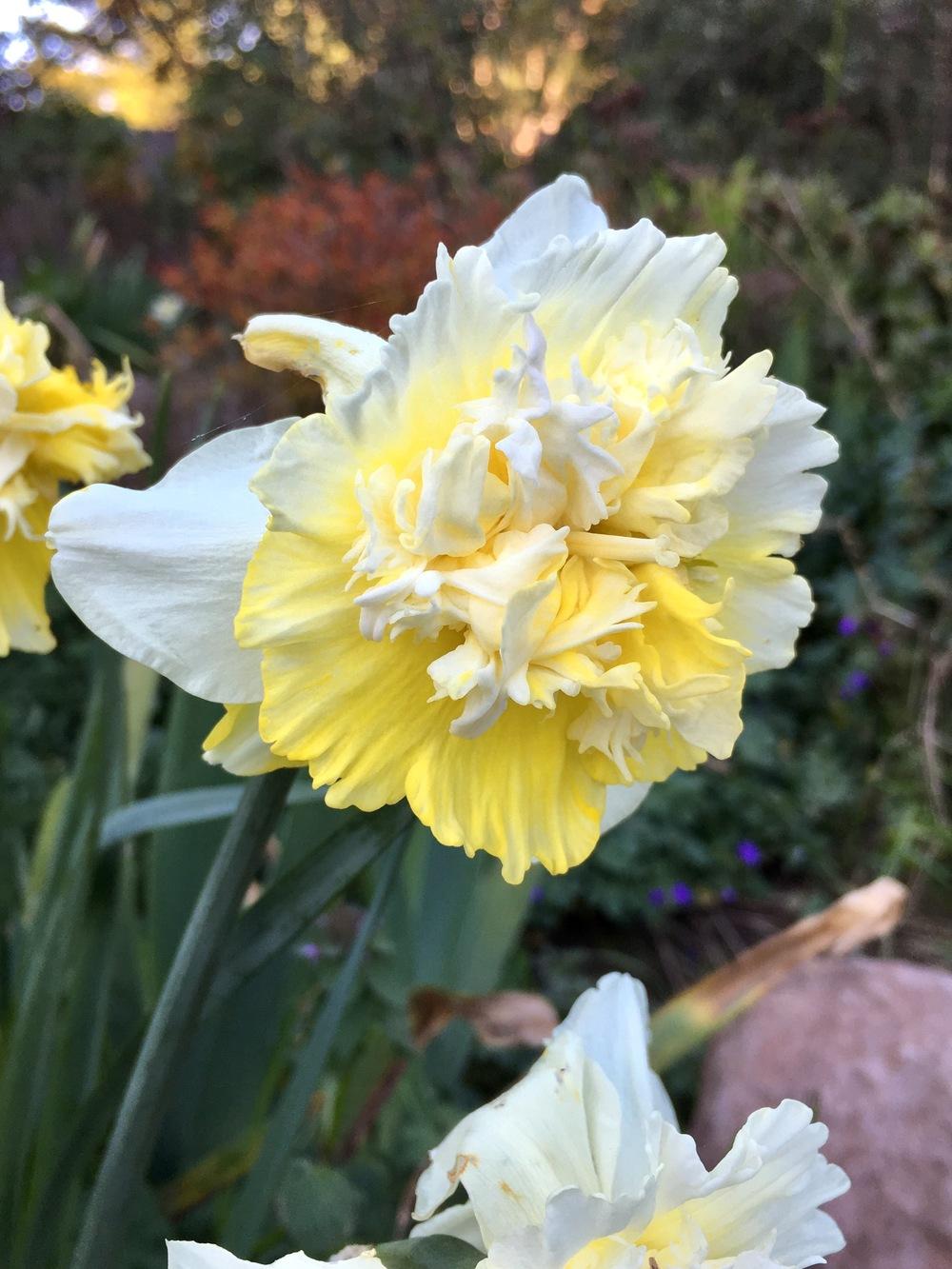 Photo of Double Daffodil (Narcissus 'Ice King') uploaded by Calif_Sue