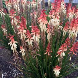 Location: display bed at a local nursery
Date: 2017-05-11