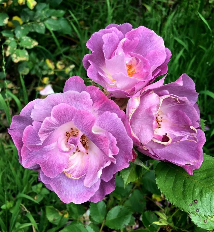 Photo of Floribunda Rose (Rosa 'Blue for You') uploaded by Calif_Sue