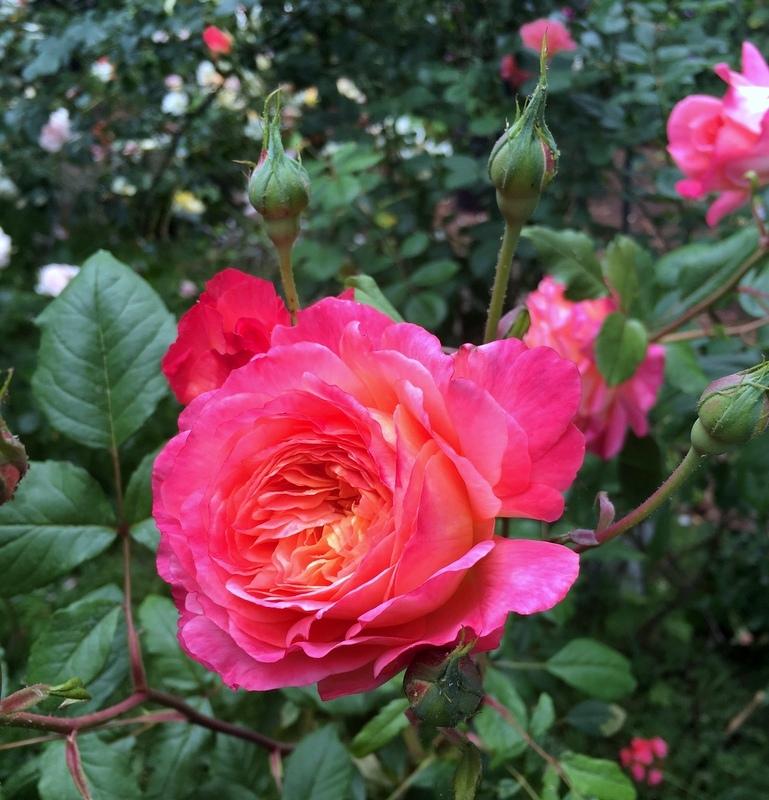 Photo of Rose (Rosa 'Portlandia') uploaded by Calif_Sue