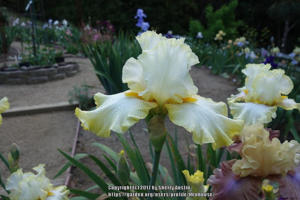 Photo of Tall Bearded Iris (Iris 'Calamity Carol') uploaded by Henhouse