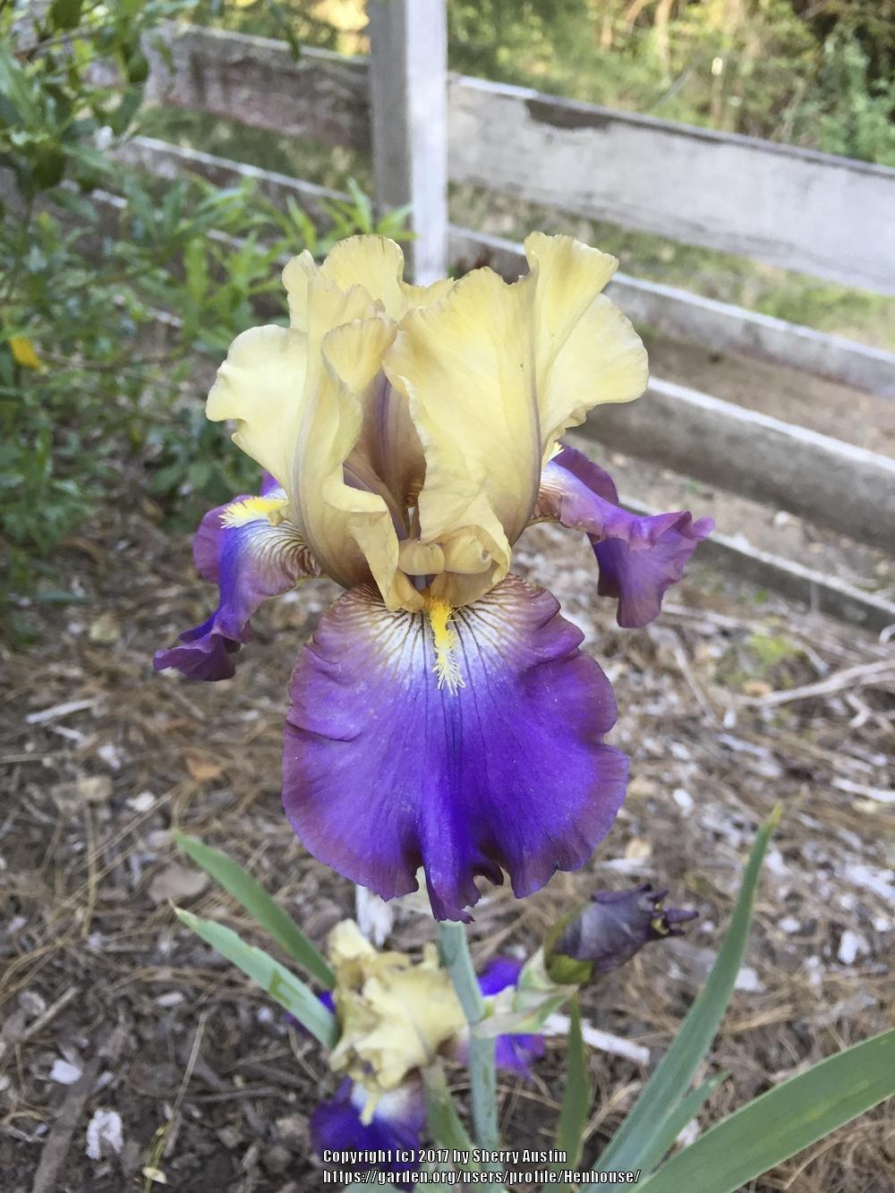 Photo of Tall Bearded Iris (Iris 'Sail Master') uploaded by Henhouse
