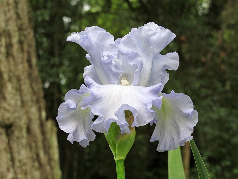 Photo of Tall Bearded Iris (Iris 'Absolute Treasure') uploaded by Lestv