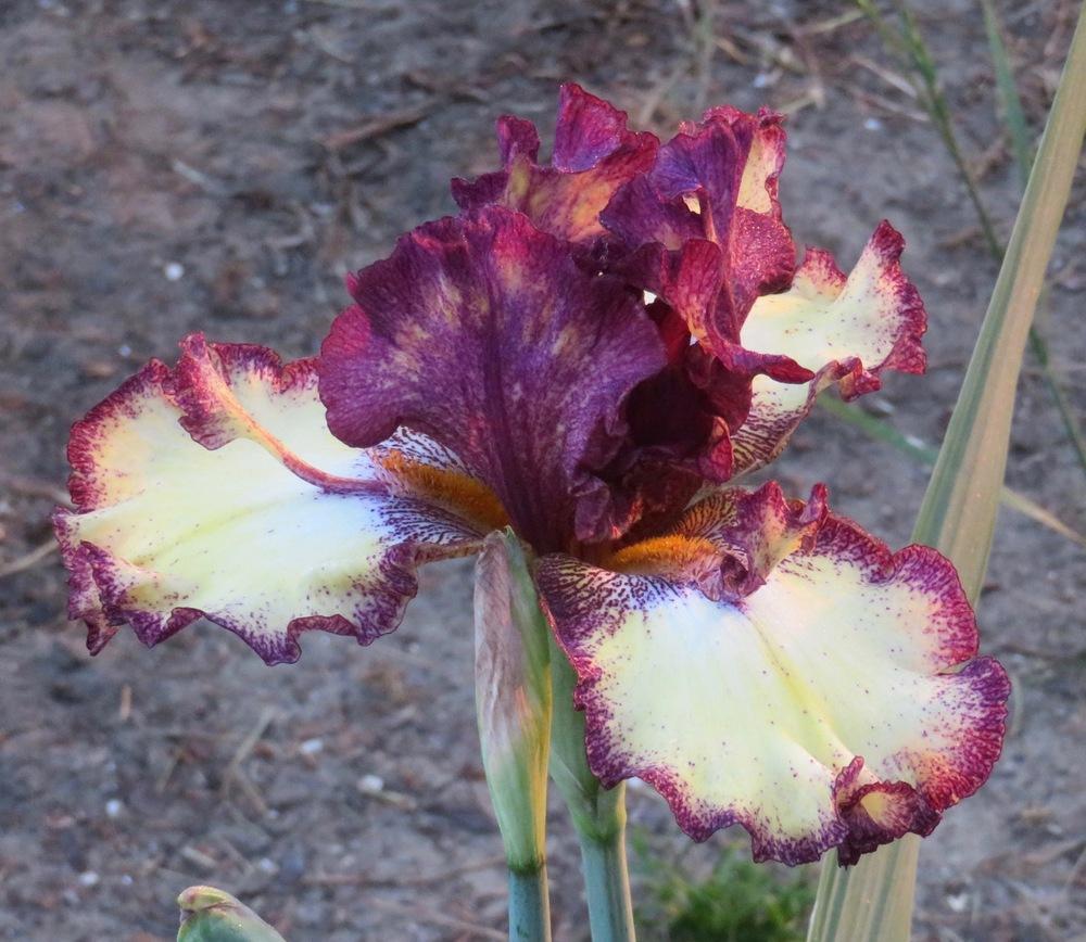 Photo of Tall Bearded Iris (Iris 'Dragon Flight') uploaded by QHBarbie