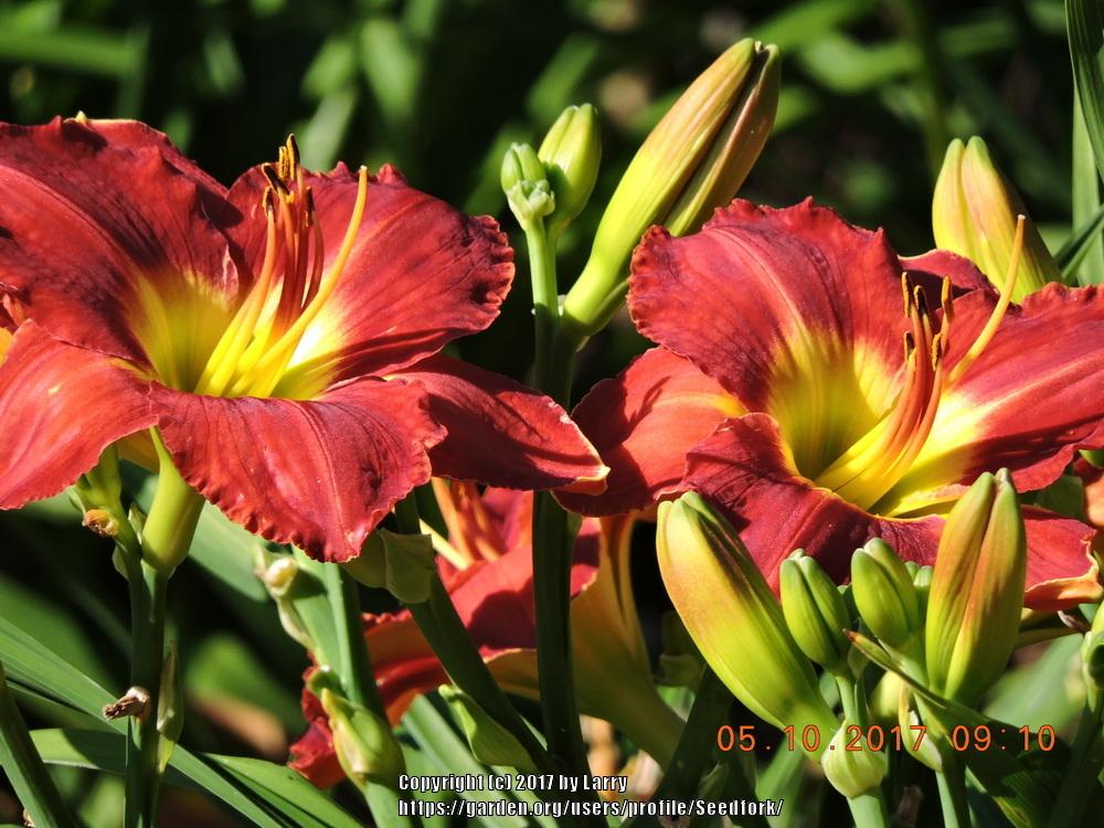 Photo of Daylily (Hemerocallis 'Passion for Red') uploaded by Seedfork