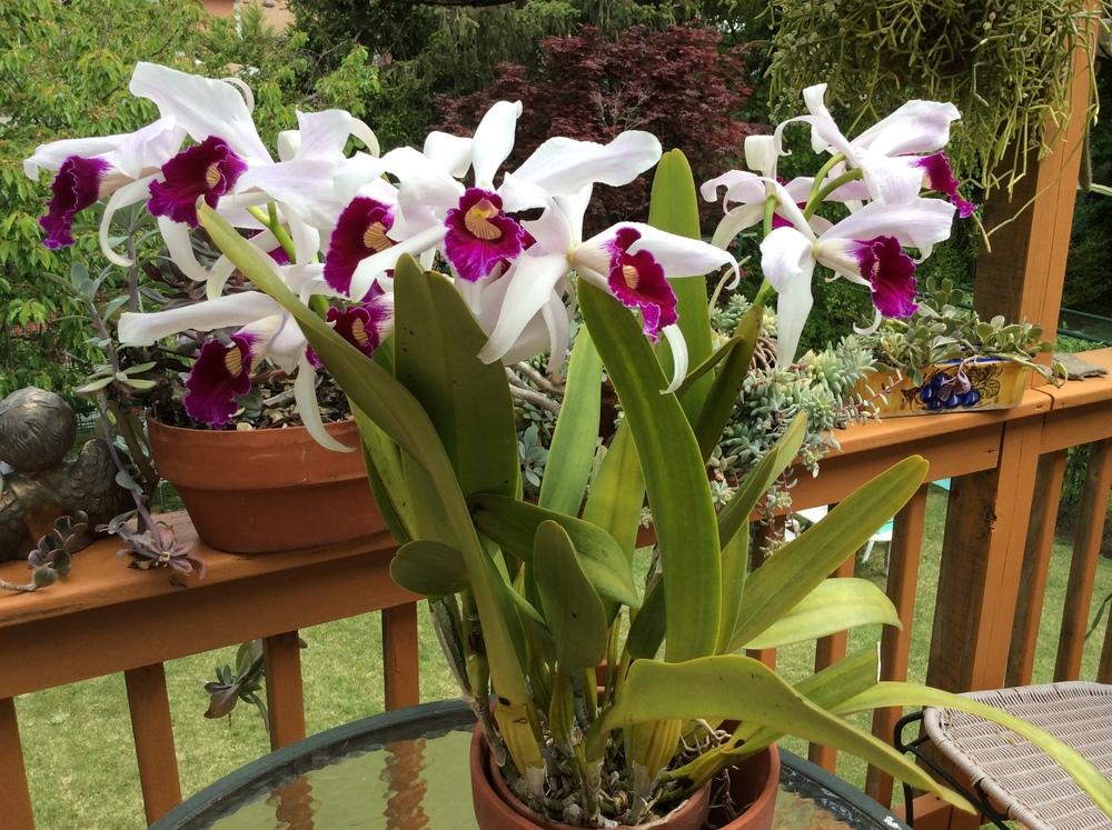 Photo of Orchid (Cattleya purpurata) uploaded by Ursula