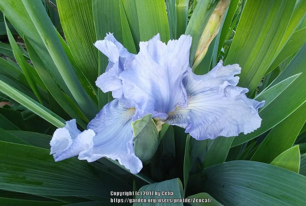 Photo of Tall Bearded Iris (Iris 'Blue Reflection') uploaded by Zencat