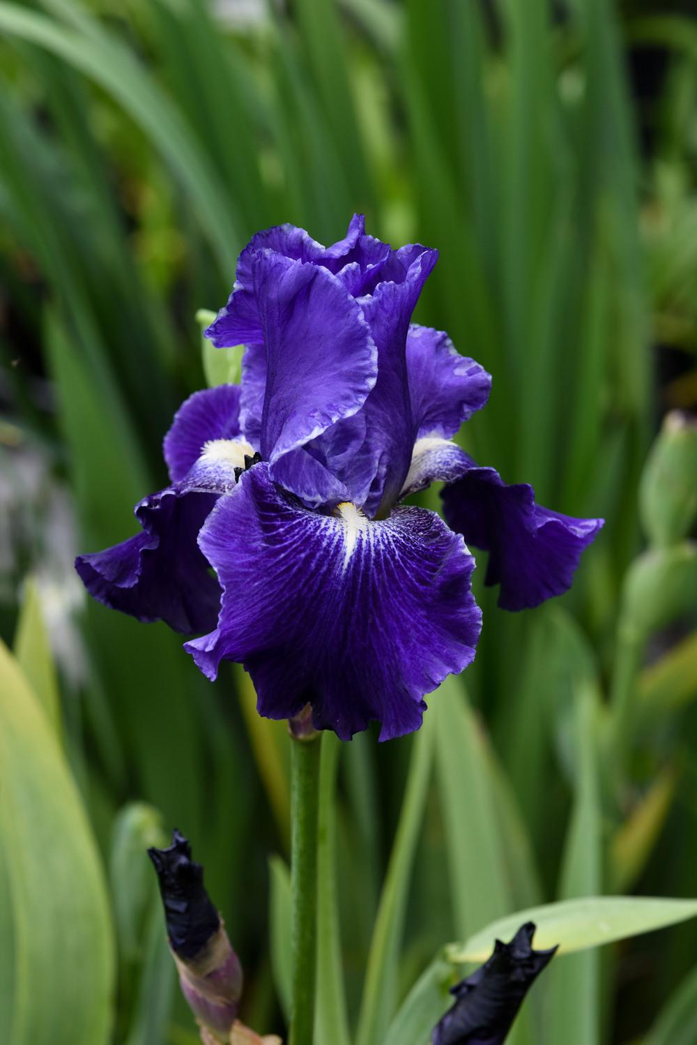 Photo of Tall Bearded Iris (Iris 'Daughter of Stars') uploaded by cliftoncat