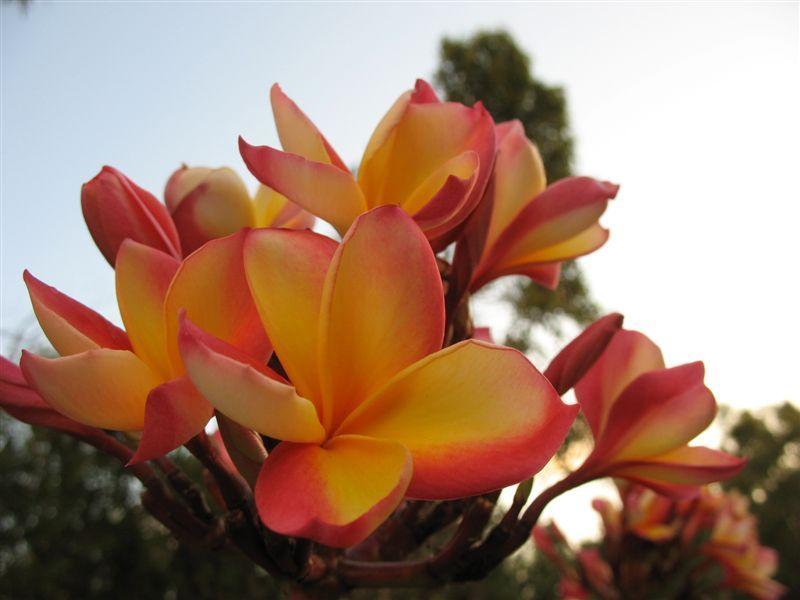 Photo of Plumeria (Plumeria rubra 'Col's Cooktown Sunset') uploaded by gwenpinigmailcom