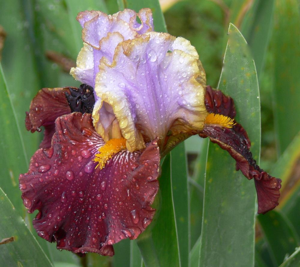 Photo of Tall Bearded Iris (Iris 'Plot Line') uploaded by janwax