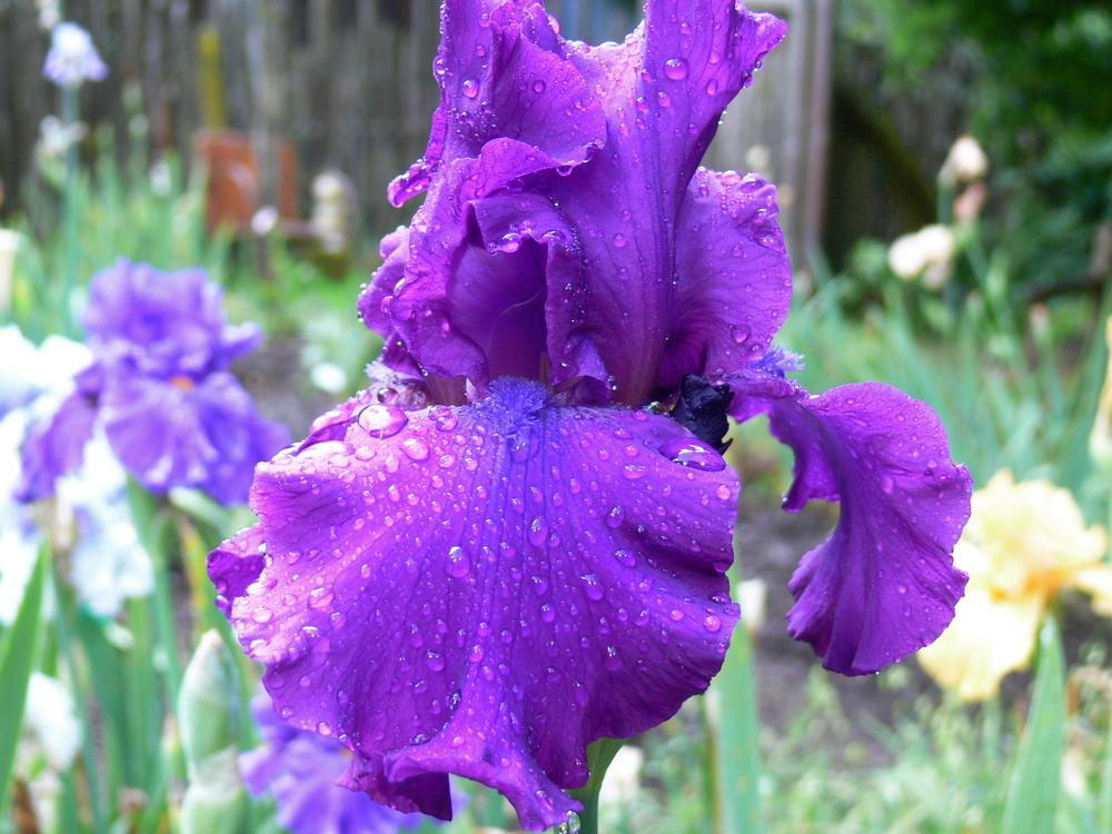 Photo of Tall Bearded Iris (Iris 'Sultry Mood') uploaded by janwax