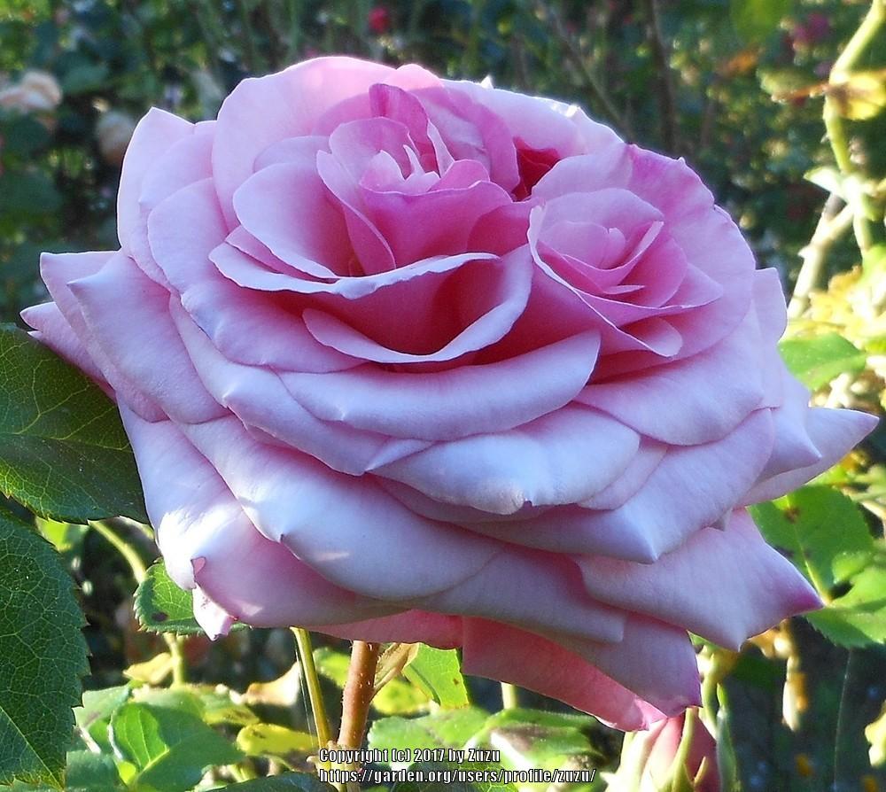 Photo of Rose (Rosa 'Dixieland Linda') uploaded by zuzu