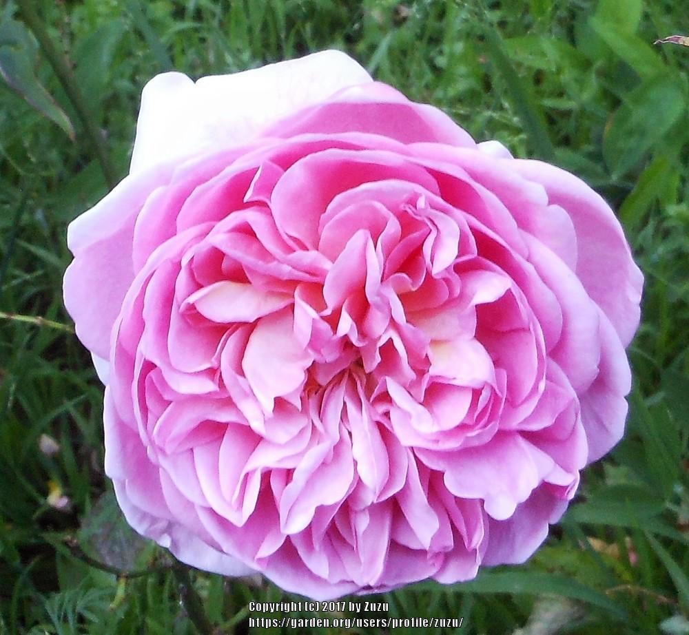 Photo of Rose (Rosa 'Boscobel') uploaded by zuzu
