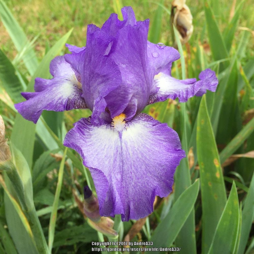 Photo of Tall Bearded Iris (Iris 'Silhouette') uploaded by AndreA33