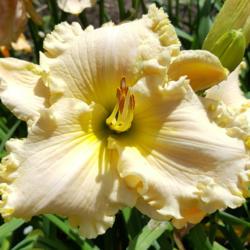 Location: Blue Ridge Daylilies
Date: 2017-05-13
Bloom