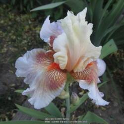 Location: Las Cruces, NM
Date: 2017-04-27
Tall Bearded Iris Heavenly Body