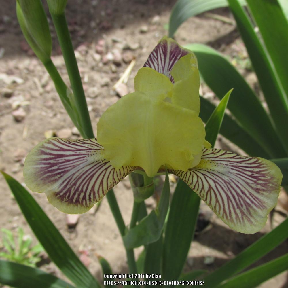 Photo of Miniature Tall Bearded Iris (Iris 'Holiday in Mexico') uploaded by GreenIris