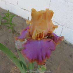 Location: Las Cruces, NM
Date: 2017-04-28
Tall Bearded Iris Grand Canyon Sunset
