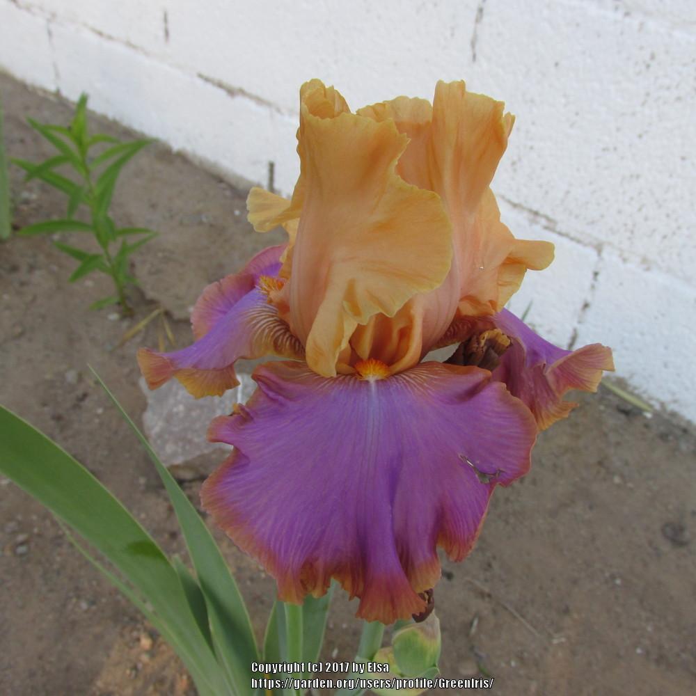 Photo of Tall Bearded Iris (Iris 'Grand Canyon Sunset') uploaded by GreenIris