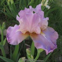 Location: Las Cruces, NM
Date: 2017-04-22
Tall Bearded Iris Laurie