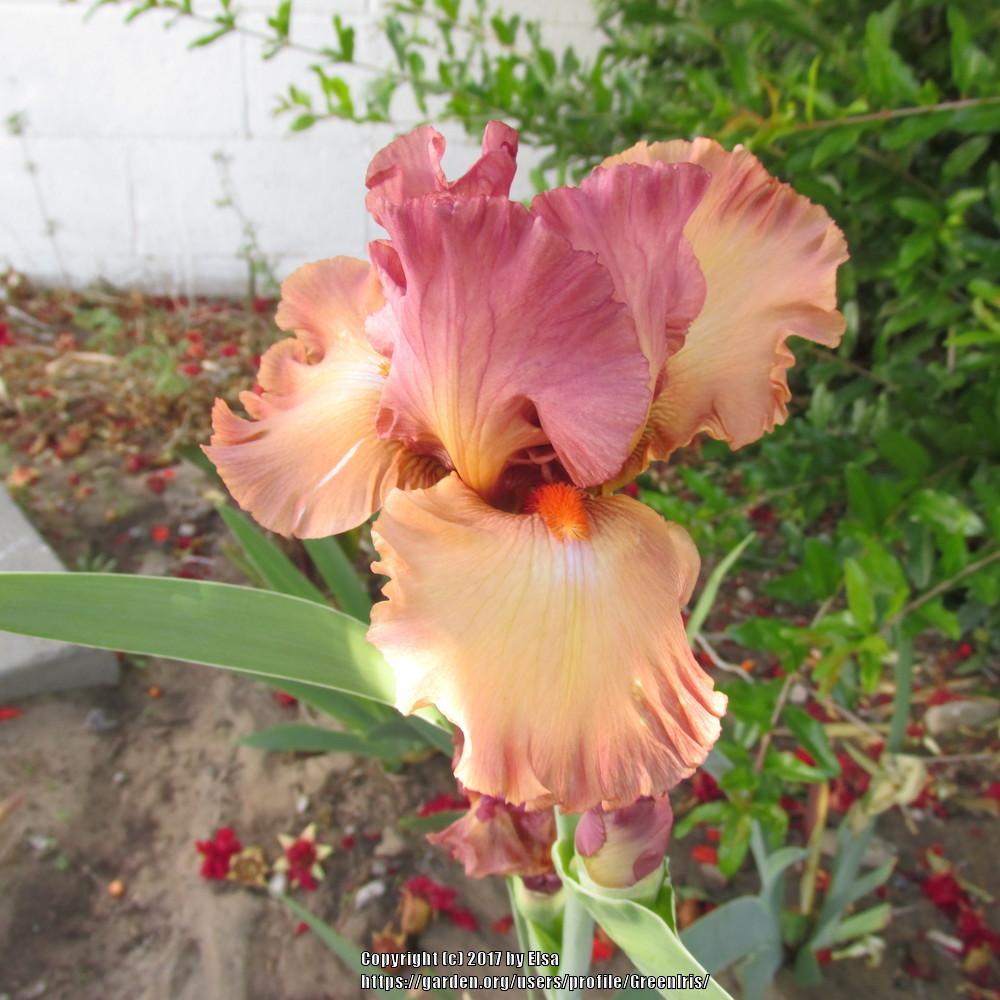 Photo of Tall Bearded Iris (Iris 'Beach Dance') uploaded by GreenIris
