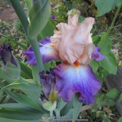 Location: Las Cruces, NM
Date: 2017-04-26
Tall Bearded Iris Fruitsation