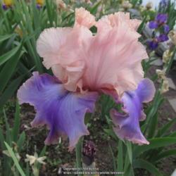 Location: Las Cruces, NM
Date: 2017-04-26
Tall Bearded Iris Florentine Silk