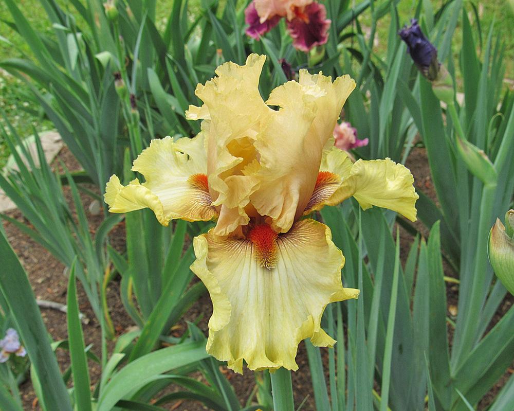 Photo of Tall Bearded Iris (Iris 'Passionately Yours') uploaded by Lestv