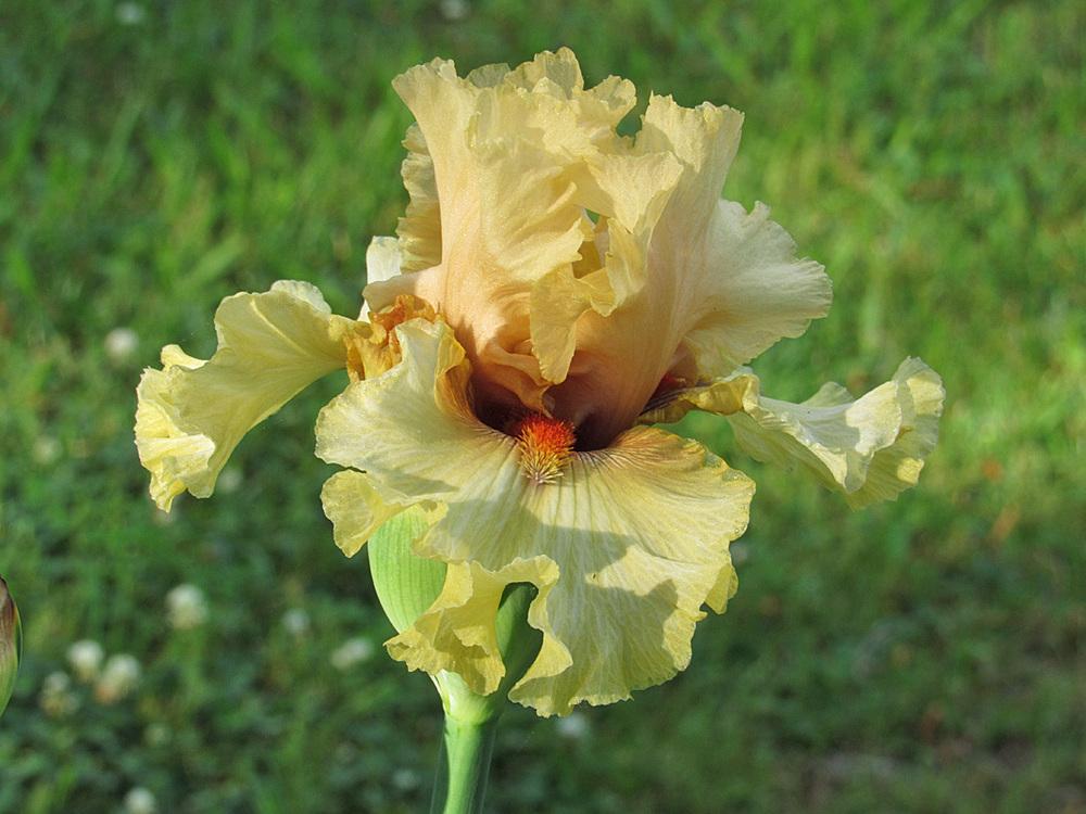 Photo of Tall Bearded Iris (Iris 'Passionately Yours') uploaded by Lestv