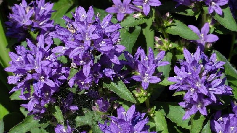 Photo of Clustered Bellflower (Campanula glomerata) uploaded by Orsola