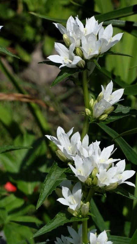 Photo of Clustered Bellflower (Campanula glomerata 'Alba') uploaded by Orsola