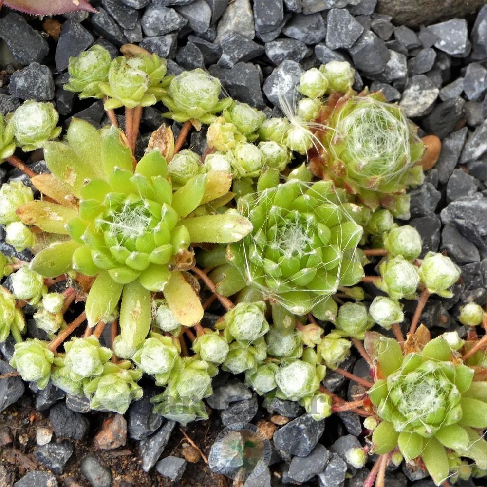 Photo of Hen and Chicks (Sempervivum arachnoideum 'Baby Boo') uploaded by Patty