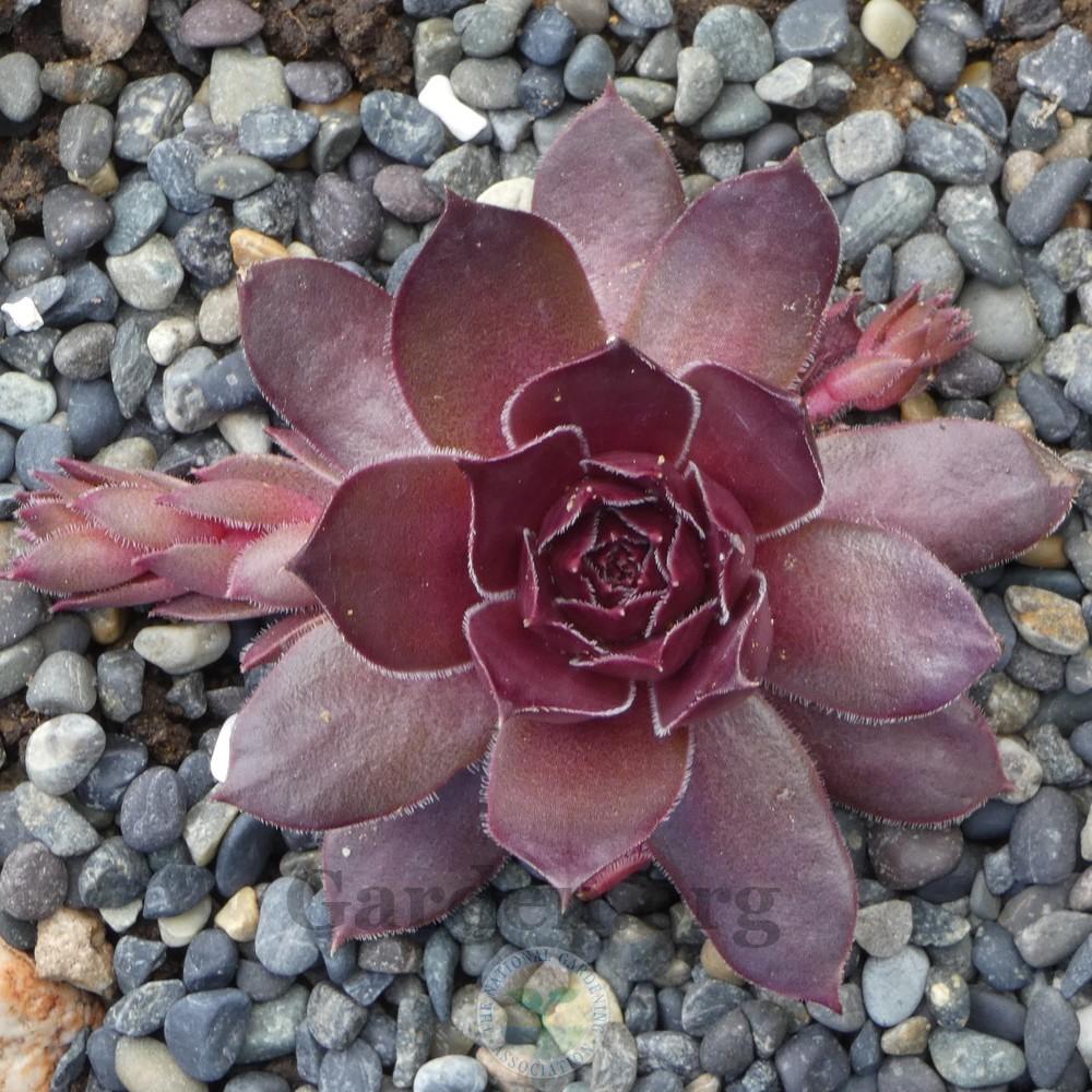 Photo of Hen and Chicks (Sempervivum 'Pacific Clydesdale') uploaded by Patty