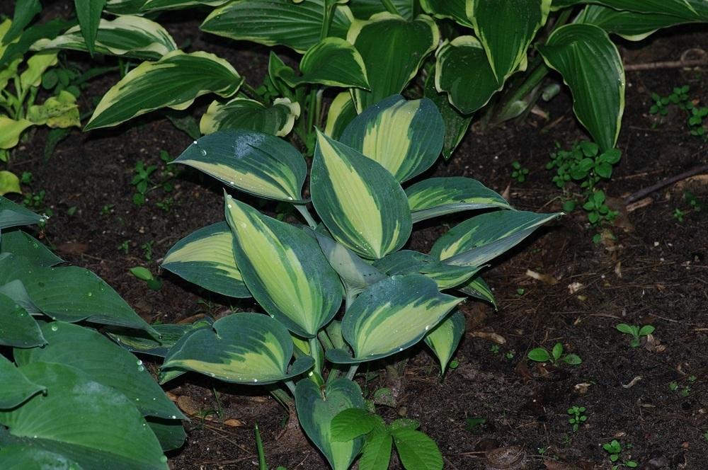 Photo of Hosta 'Grand Marquee' uploaded by Rose1656