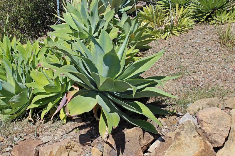 Photo of Foxtail Agave (Agave attenuata) uploaded by RuuddeBlock