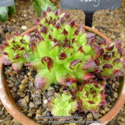 Location: RHS Harlow Carr alpine house, Yorkshire
Date: 2017-05-09