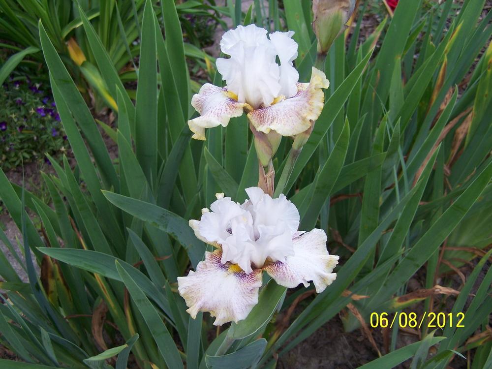 Photo of Tall Bearded Iris (Iris 'Ring Around Rosie') uploaded by petruske