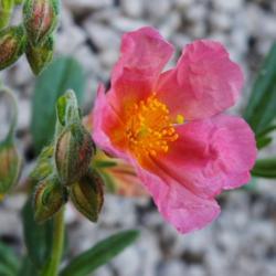 Location: Switzerland, in my garden
Date: 2017-05-10
Rock rose - first bloom season 2017