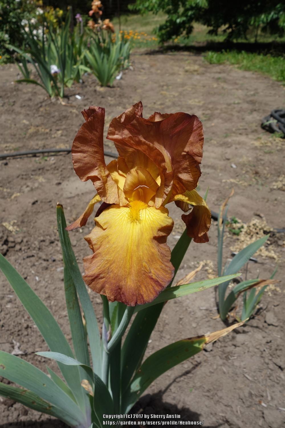 Photo of Tall Bearded Iris (Iris 'Spellbound') uploaded by Henhouse